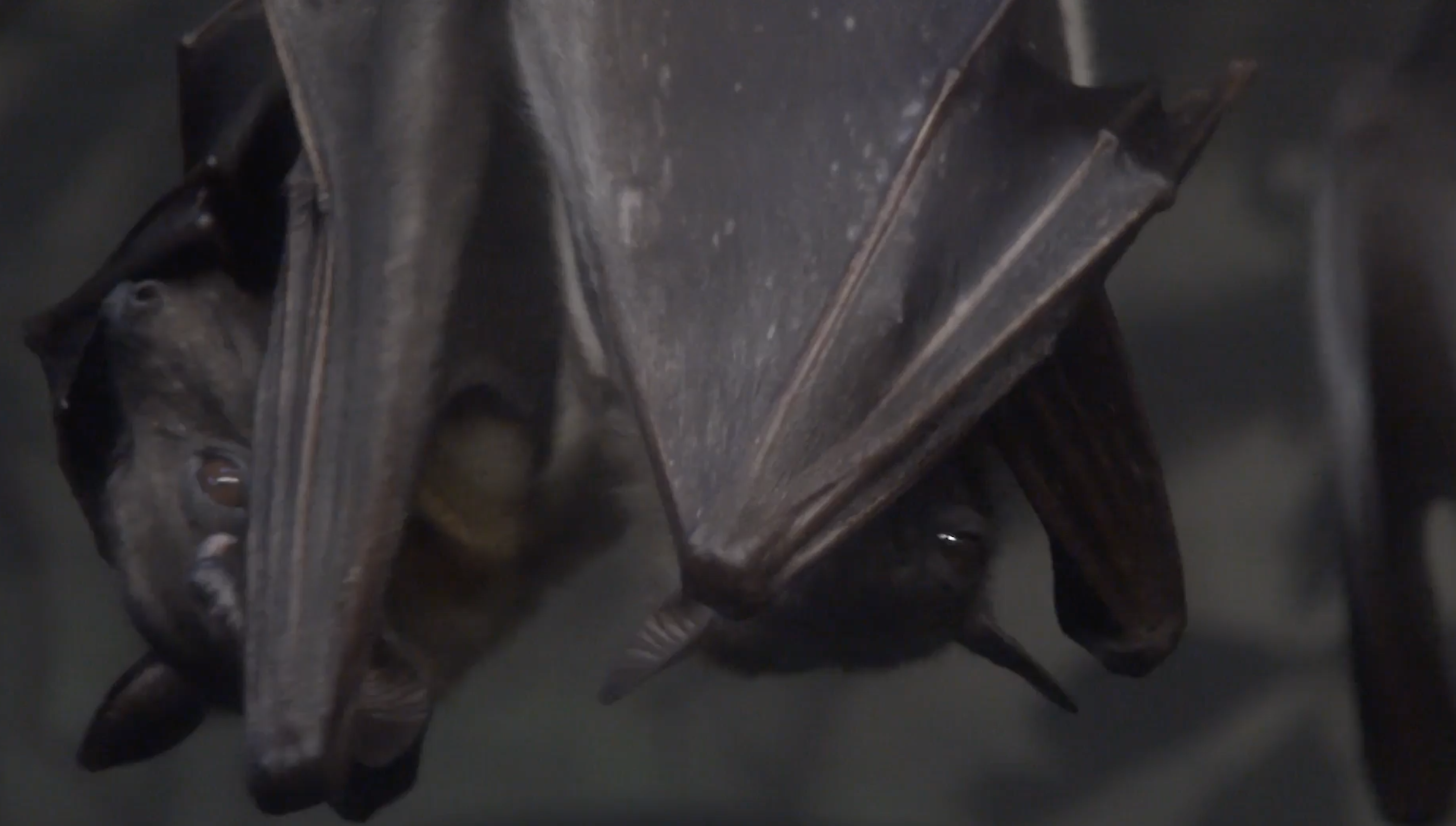bats.png