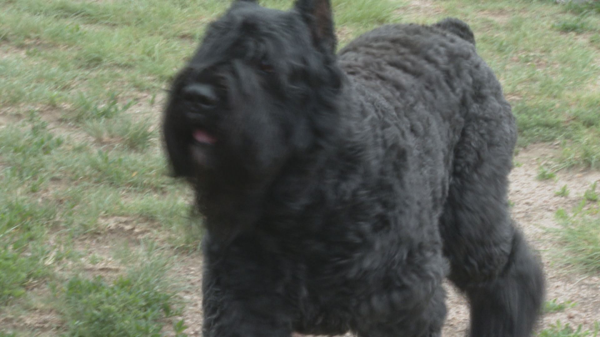 Dog at daycare