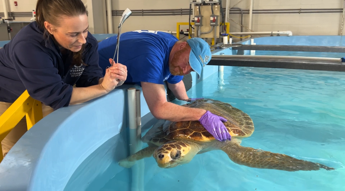 Aquarium internships