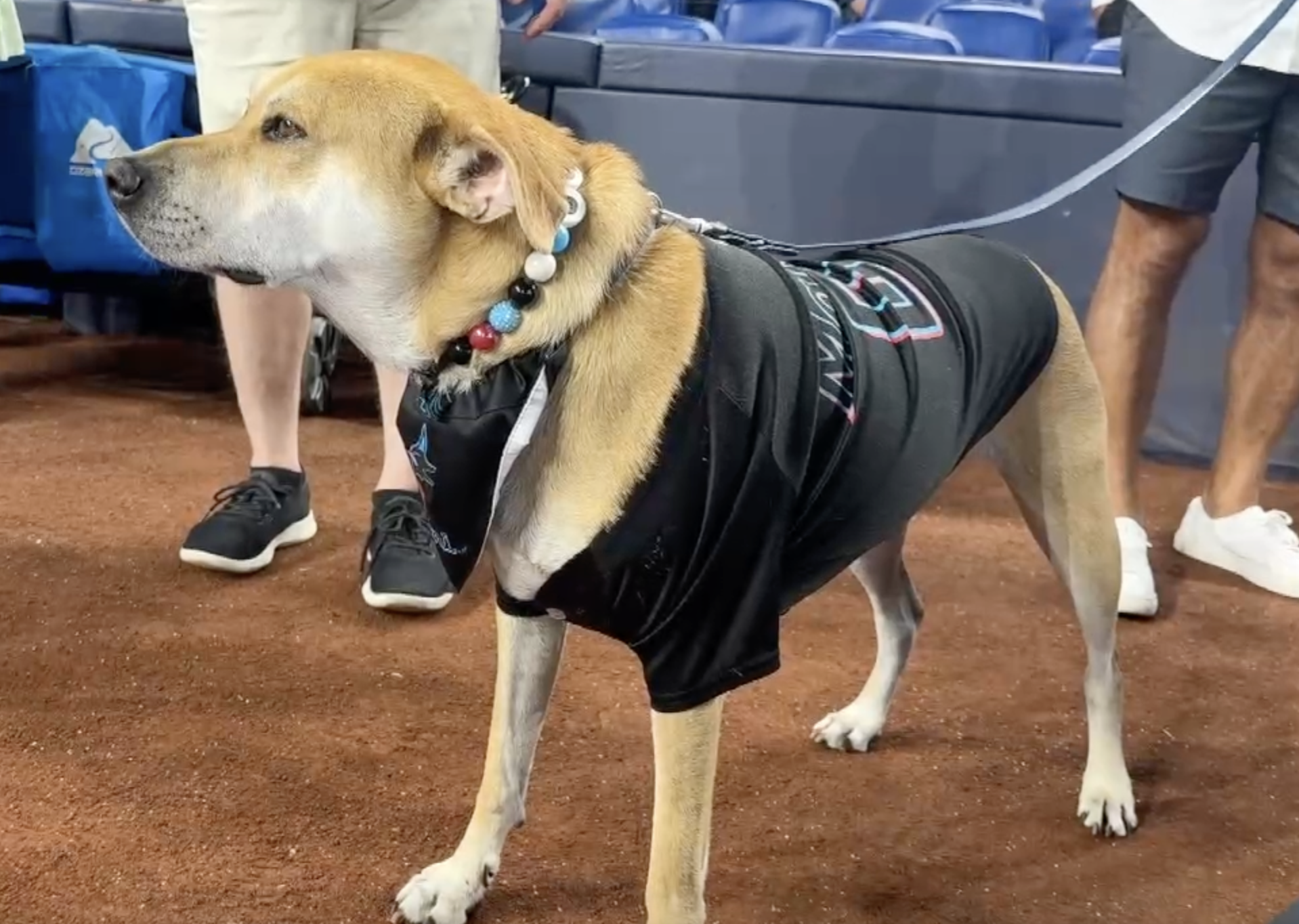 Jonah the viral Miami Marlins dog.png