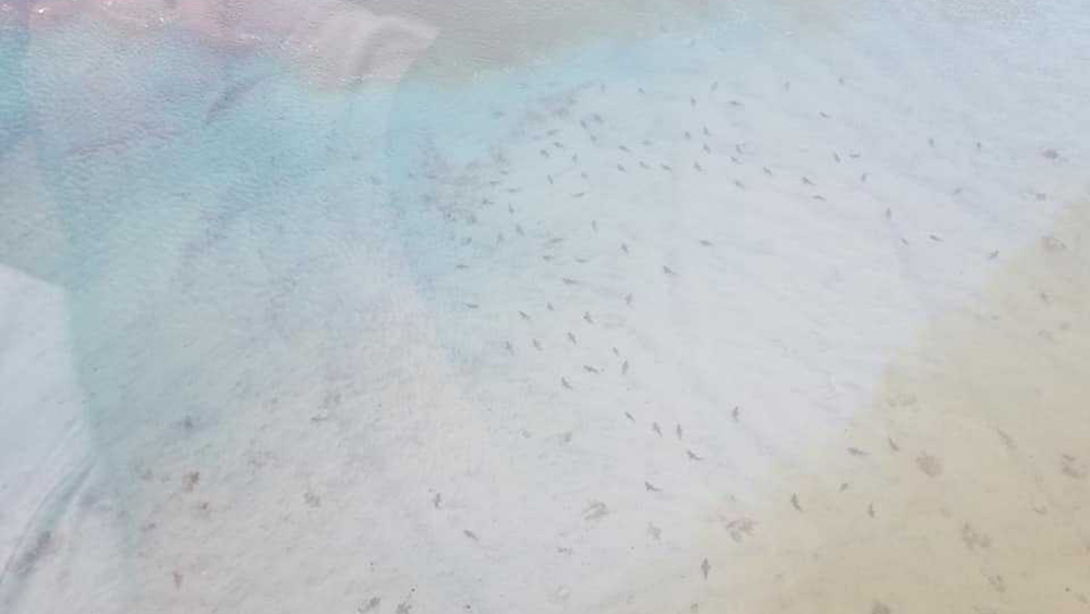 WPTV-BLACKTIP-SHARKS.jpg