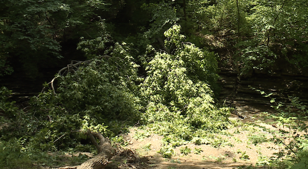 tree that fell over creek .png