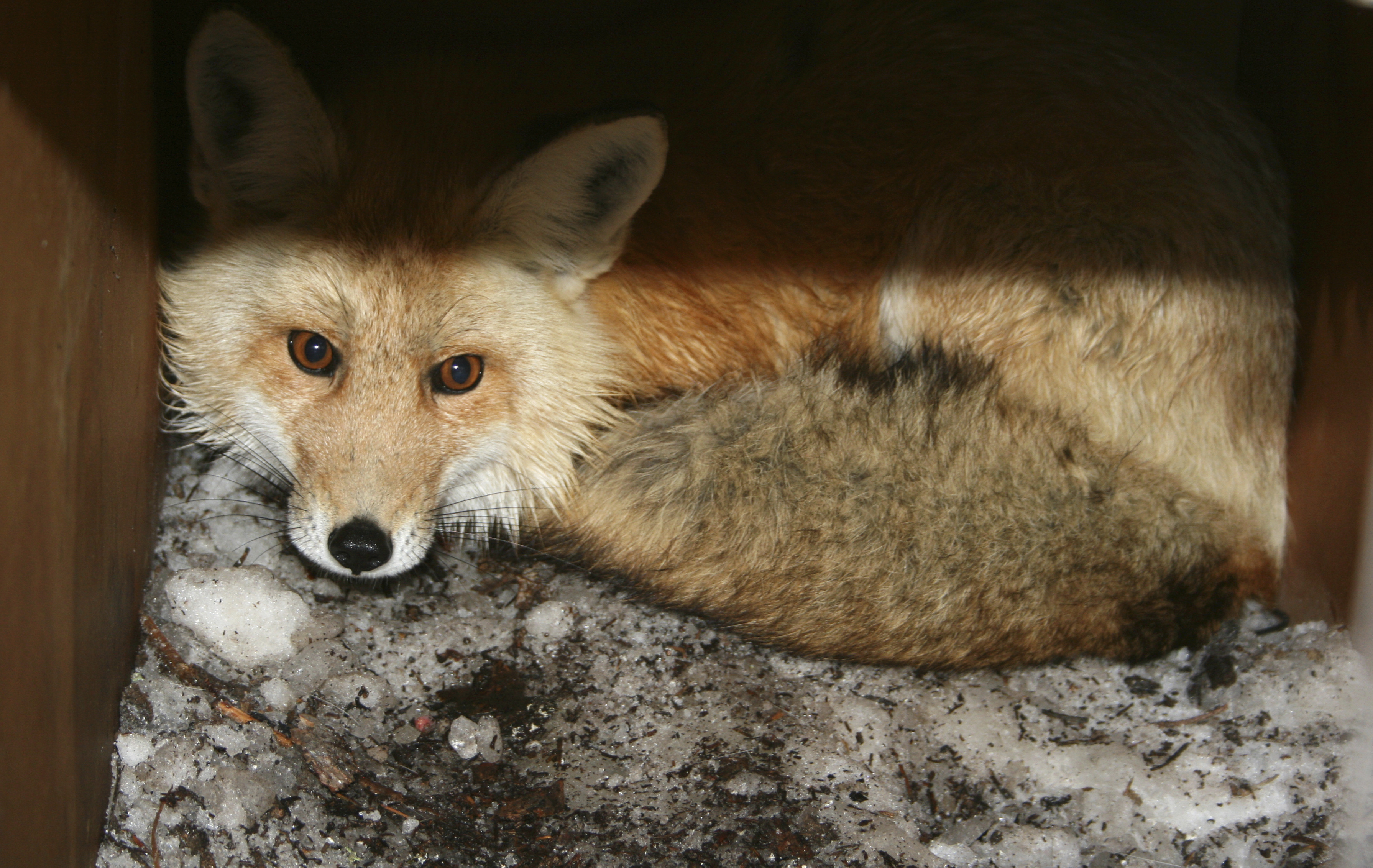 Sierra Nevada Red Fox