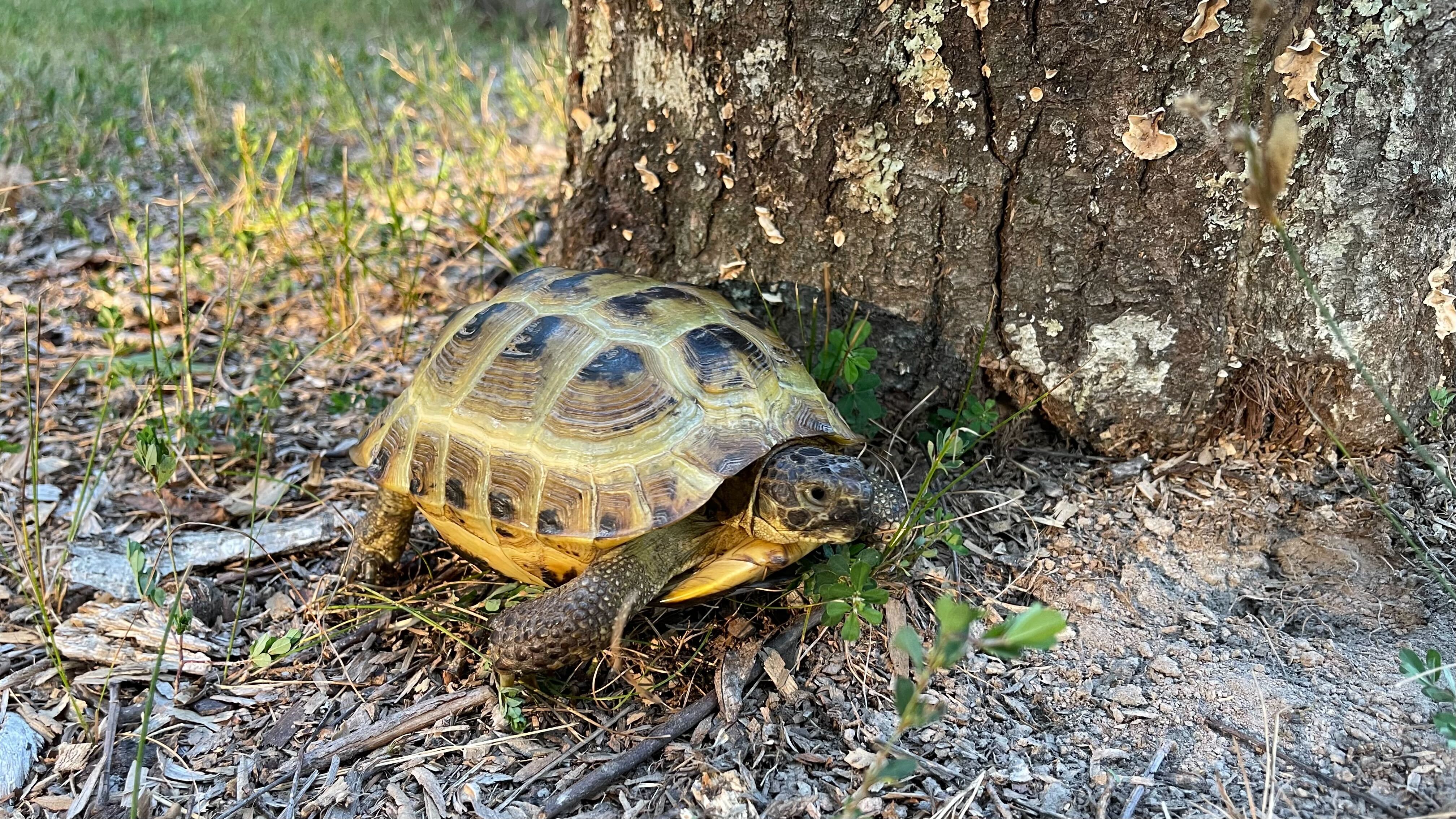 moody turtles