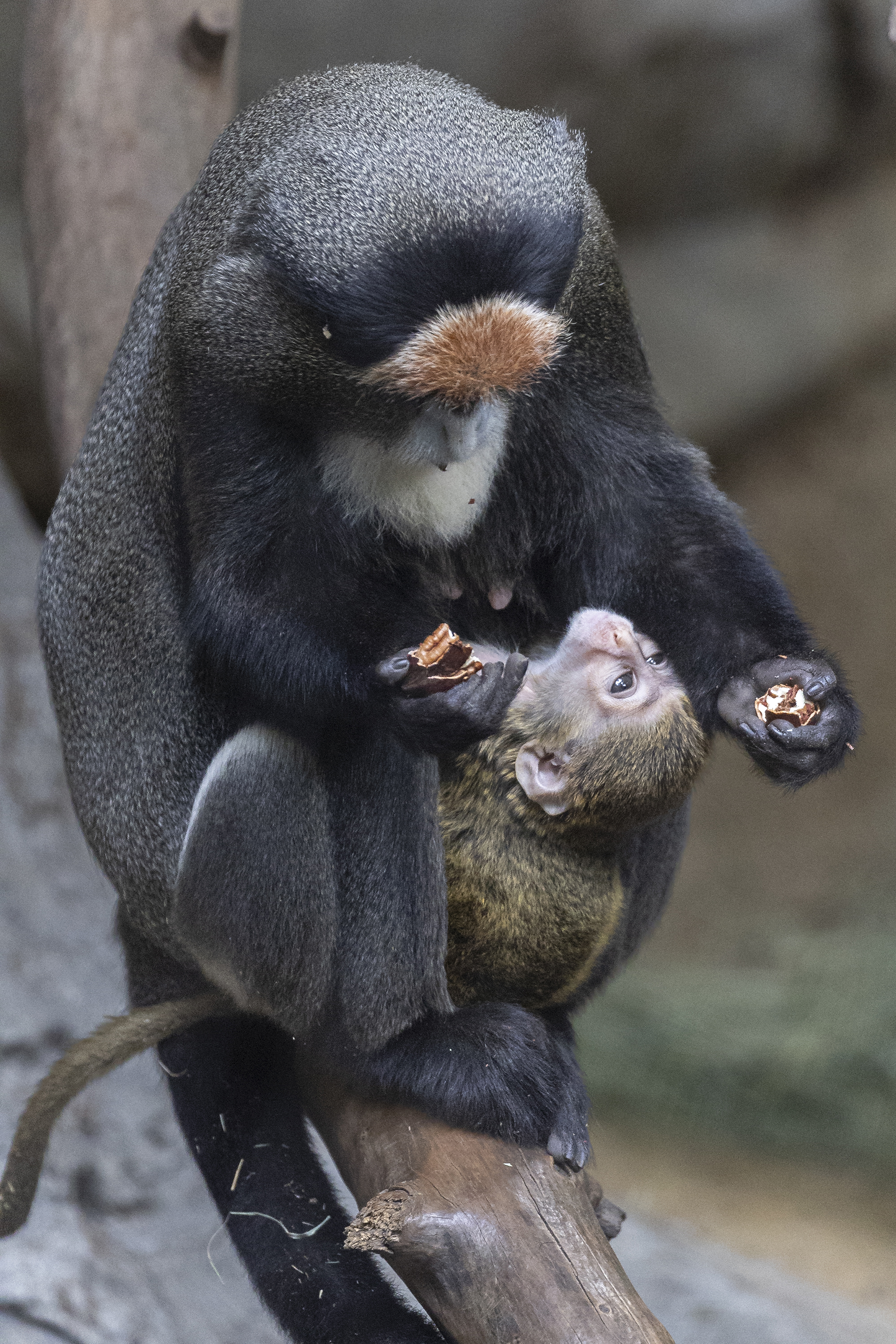 De Brazza’s Monkey Born at San Diego Zoo After 26-Year Gap