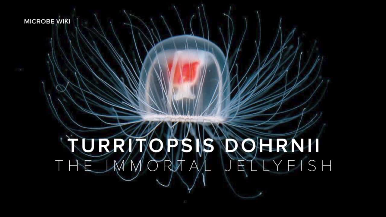 immortal jellyfish