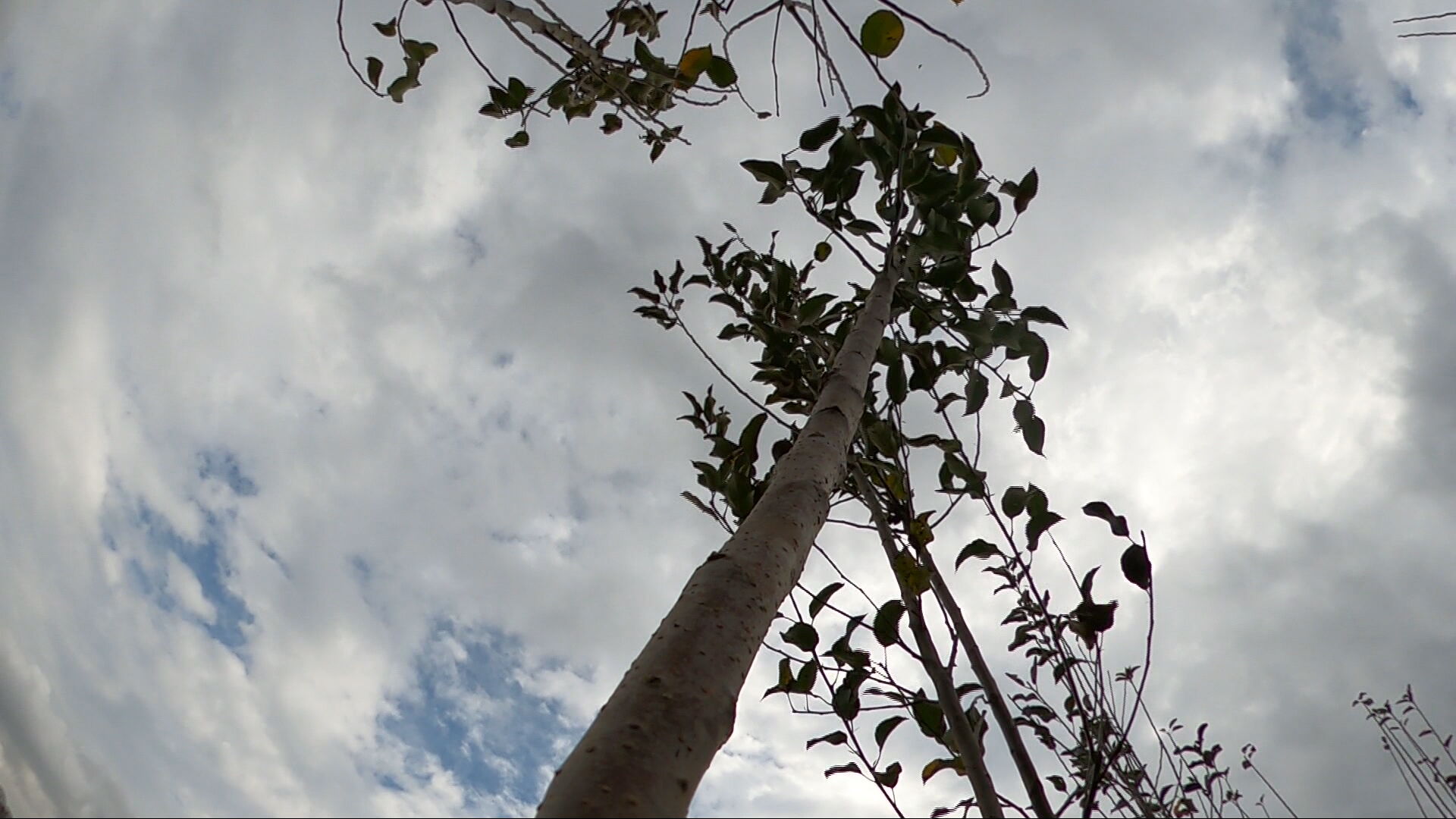 Hatcher family orchard