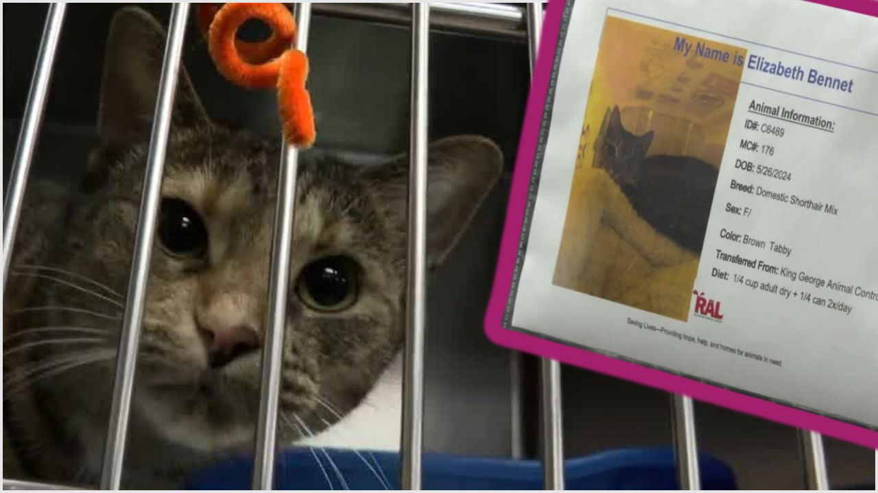 Operation Silent Night RAL