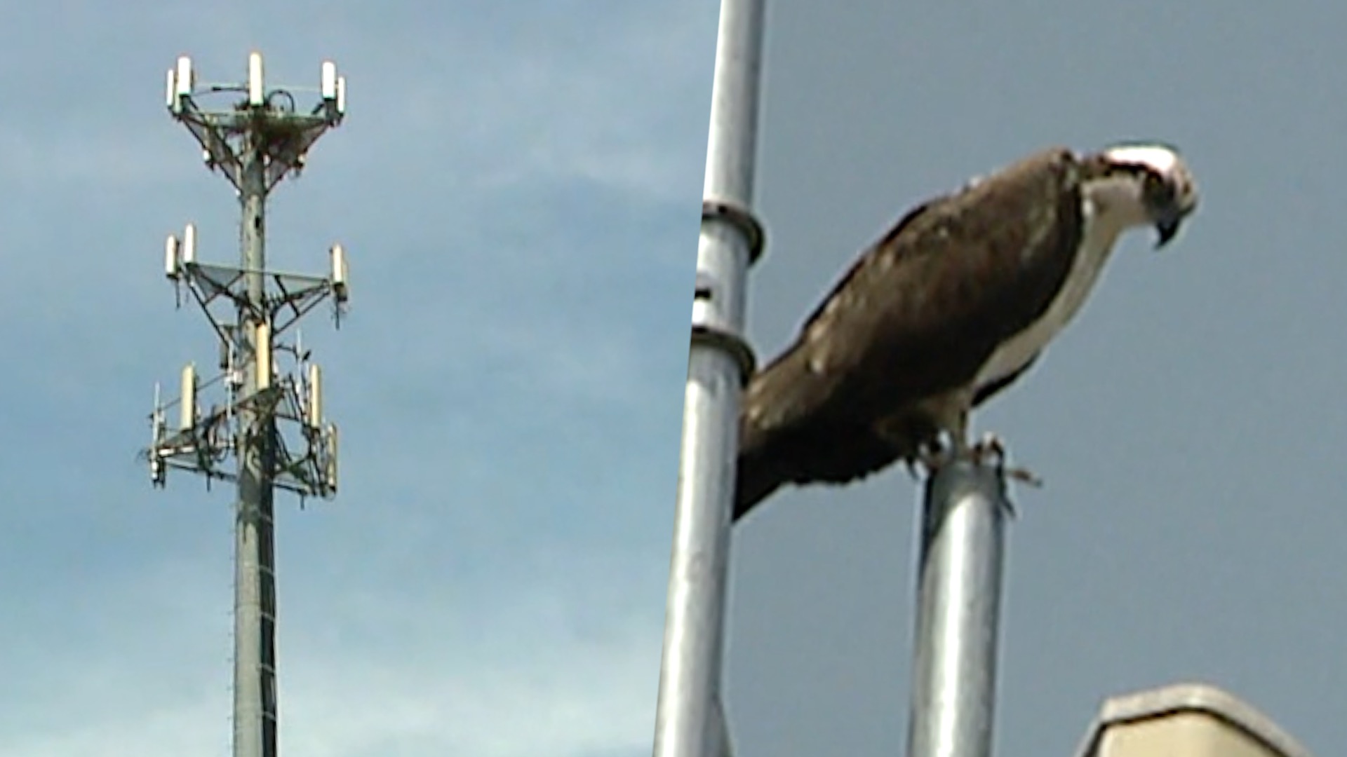 Osprey in Grand Rapids