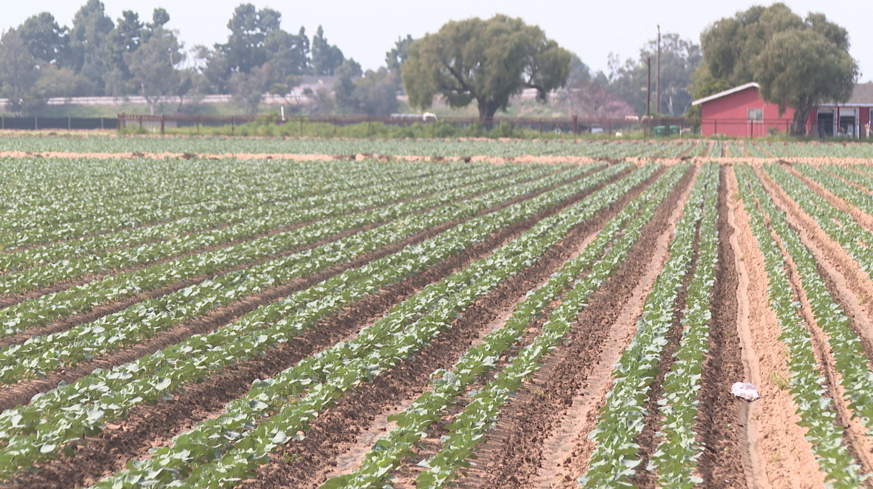 farm fields