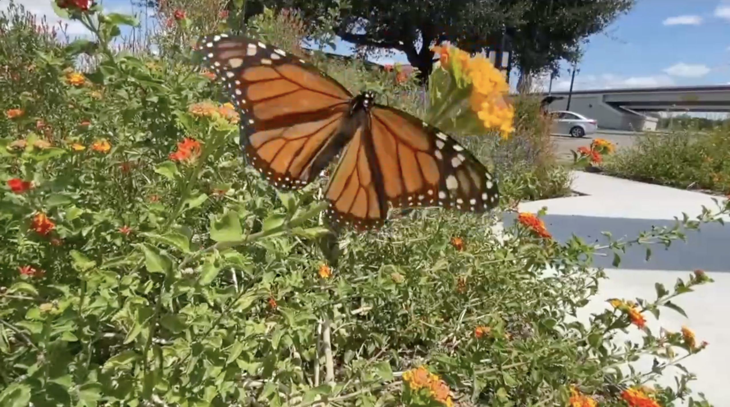 monarch butterfly