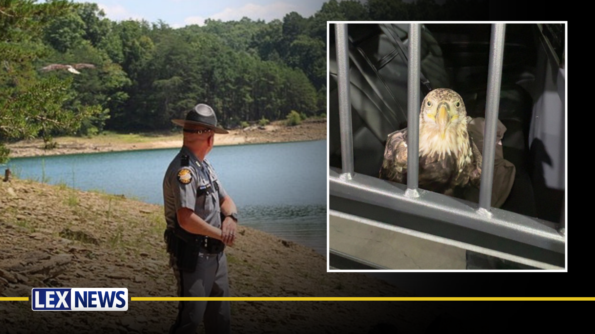 Photos of "Trooper" the bald eagle's rehabilitation and re-release