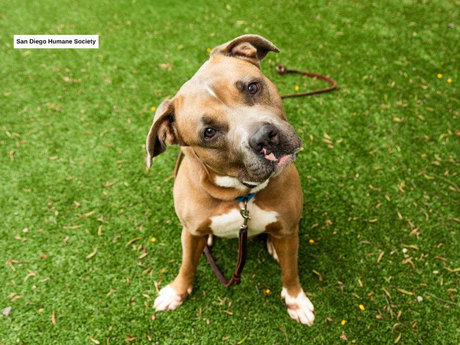 chicka_san_diego_humane_society.png