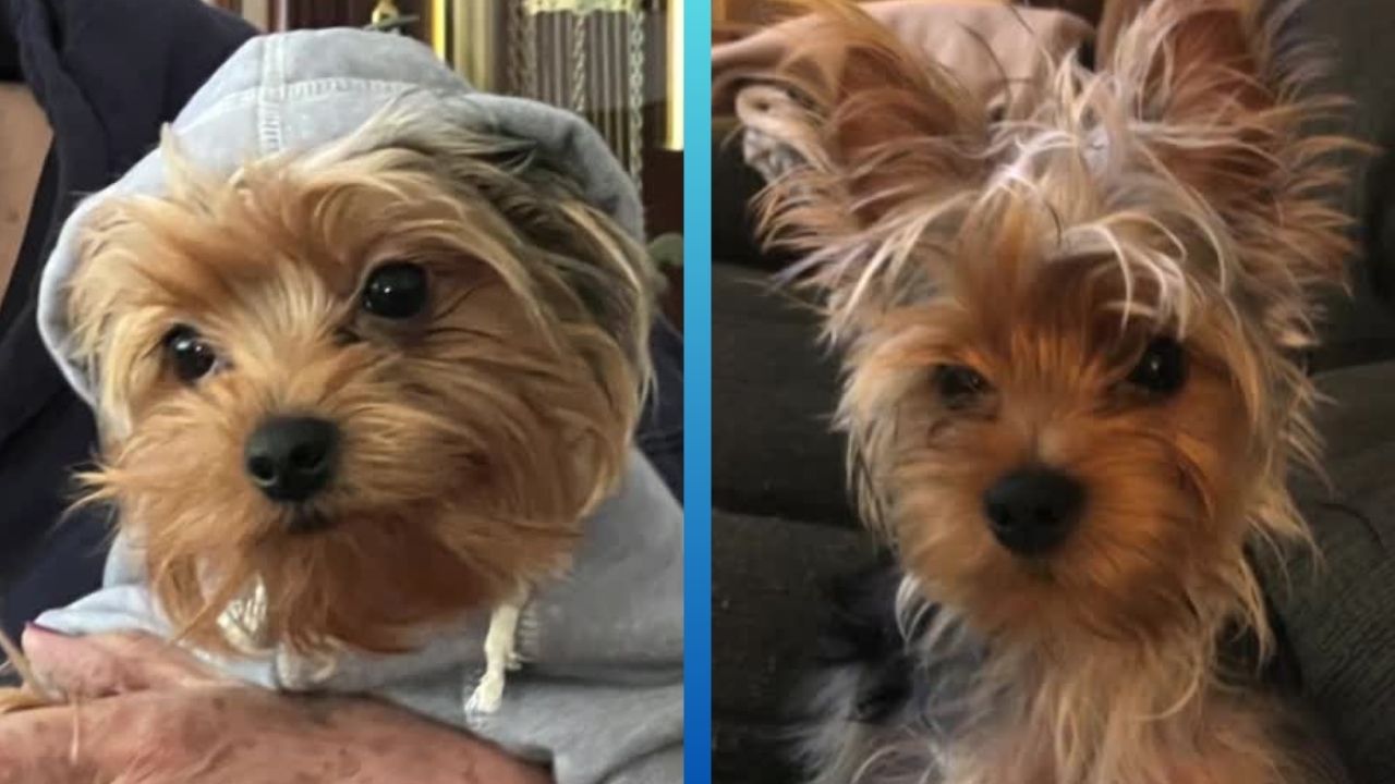 Brodie, a 2-year-old Yorkie.