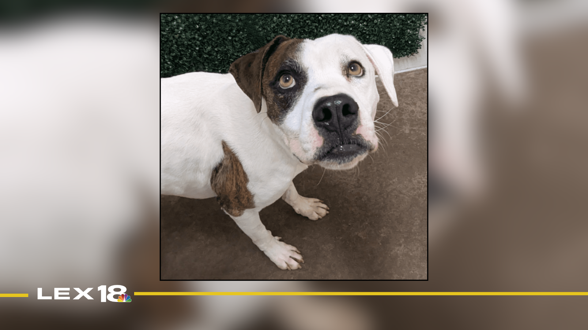 Featured Image Custom Edit.png