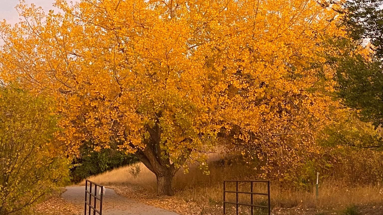 Elsa Scott Shields autumn tree