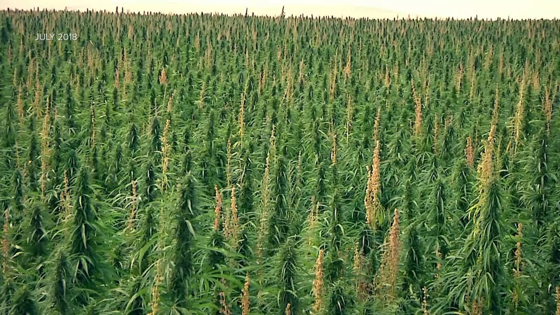 Montana Ag Network: hemp production guidance now in effect