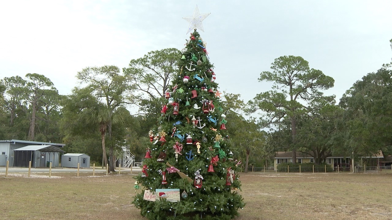 Christmas tree in Panacea