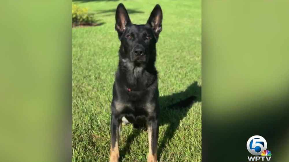 wptv-k9-cigo.jpg