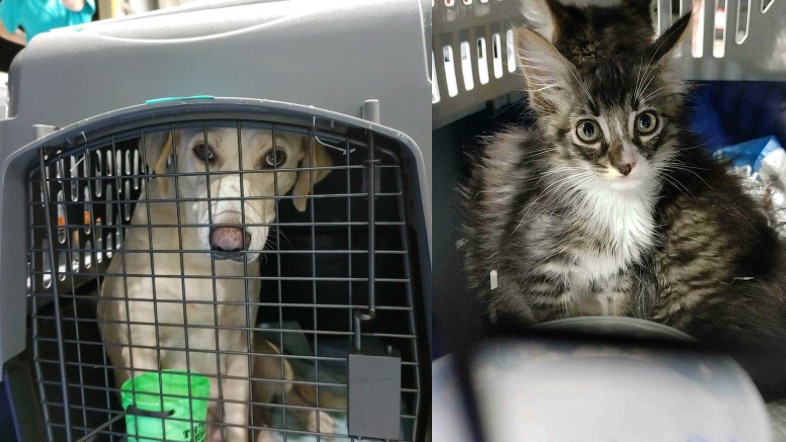 Acadiana Animal Aid hurricane rescues.jpg