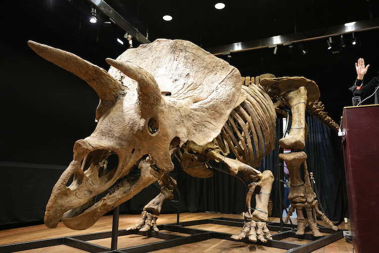 France Triceratops