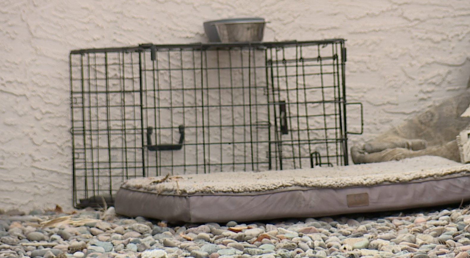animal kennel crate