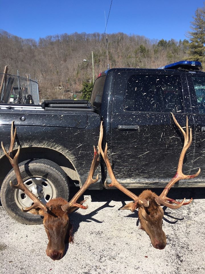 elkkilled.jpg