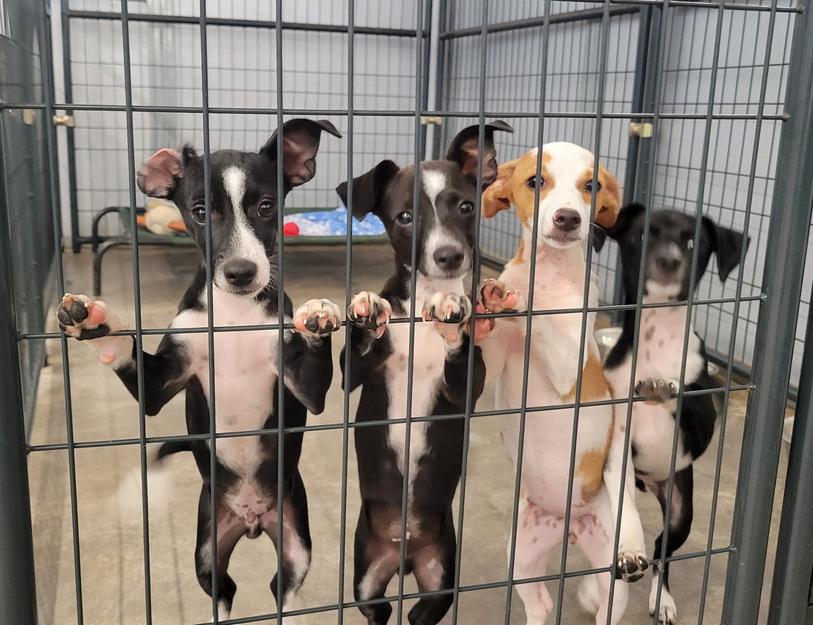 Pups.jpg