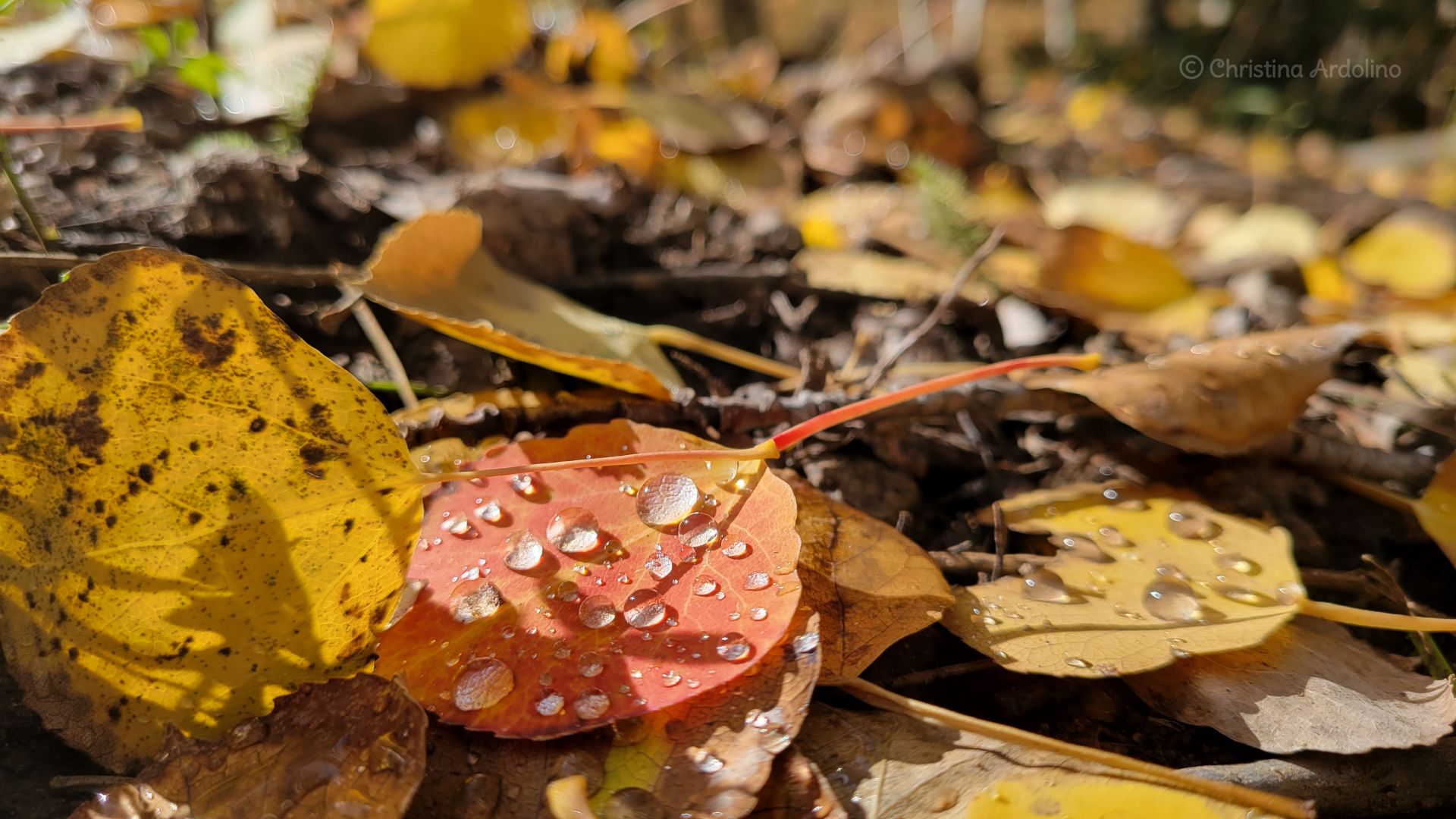 Fall Leaves Christina Ardolino 2.jpg