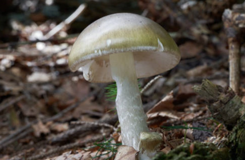 Mushroom poisoning