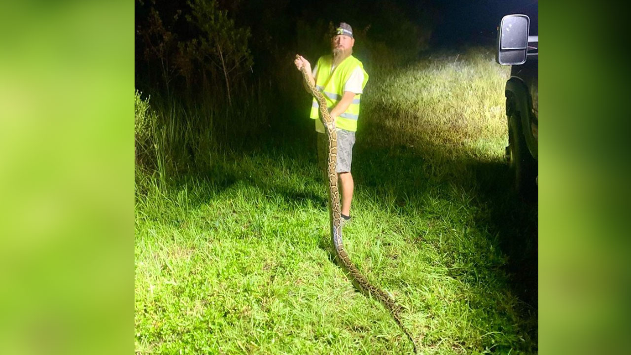 Ronald Kiger removed 20 pythons to snag the Ultimate Grand Prize of $10,000 in the 2024 Python Challenge.