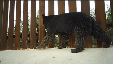 Southern AZ wild animals .png