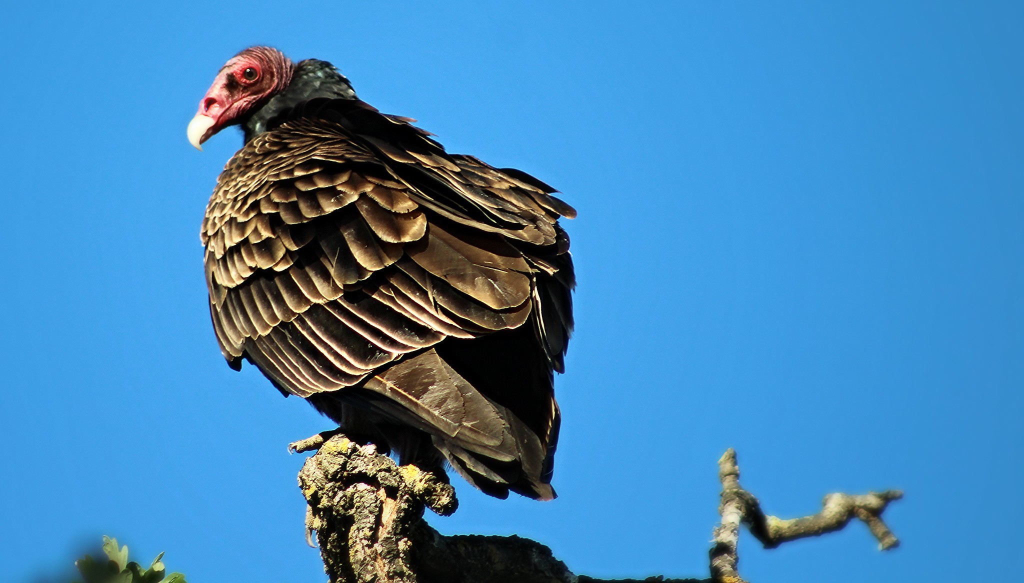 Turkey vulture