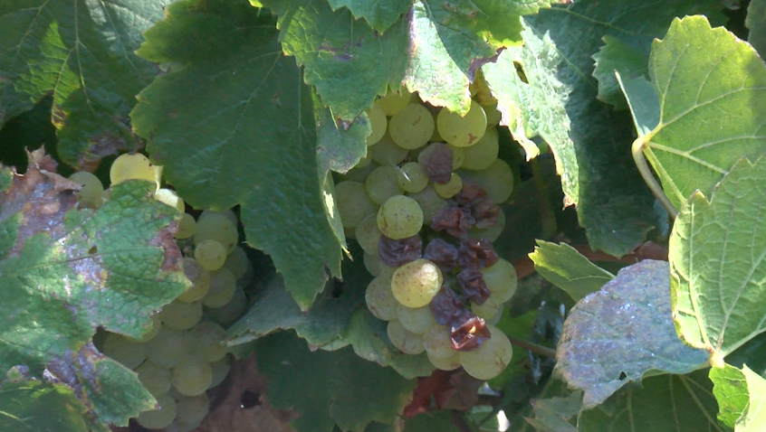The heat wave is causing some vintners to harvest early 