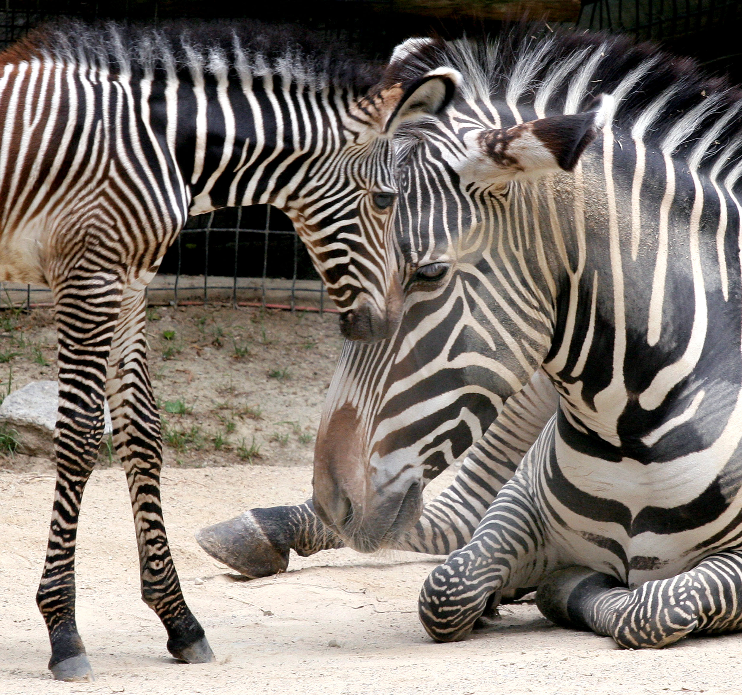 APTOPIX Baby Zebra