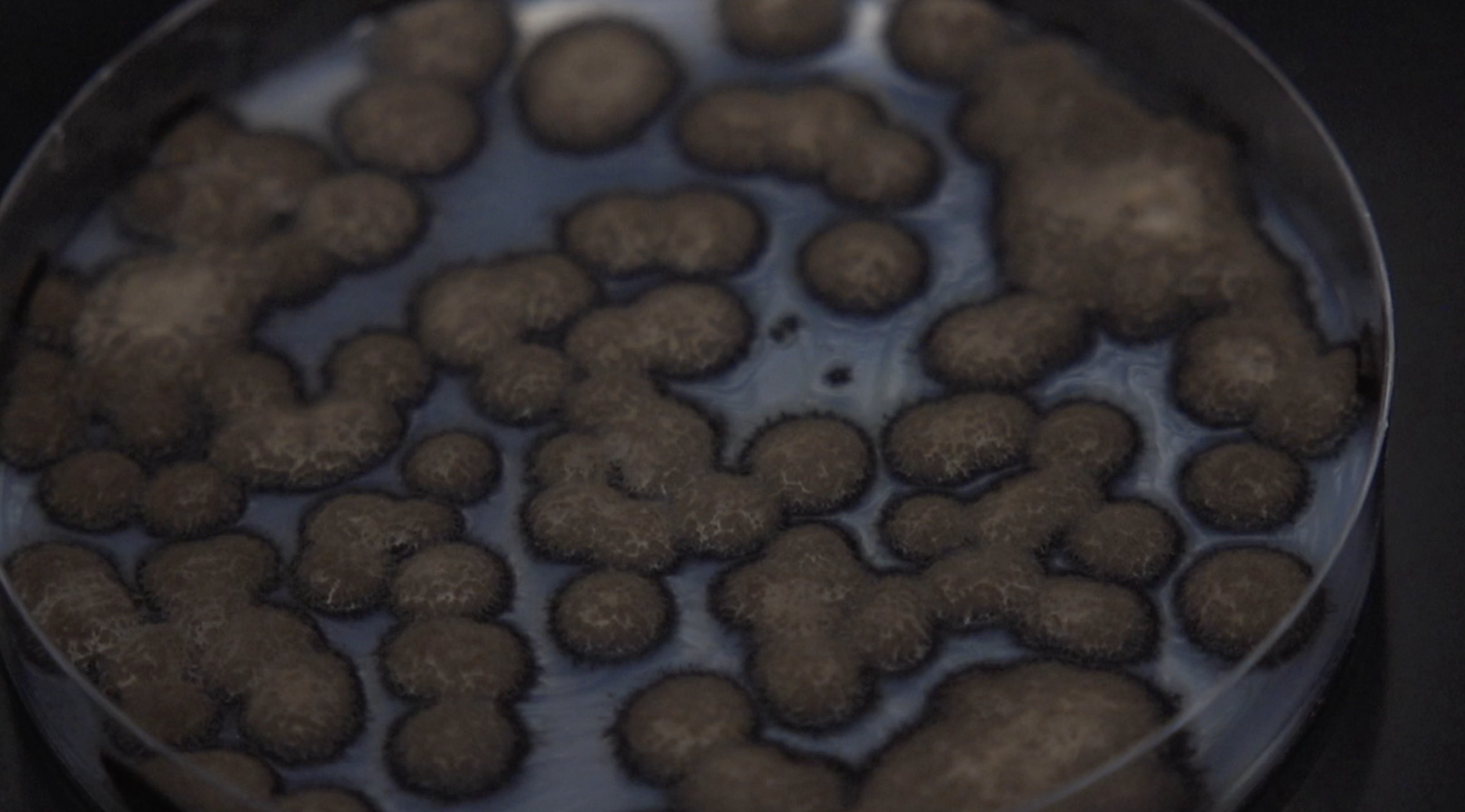 mold study