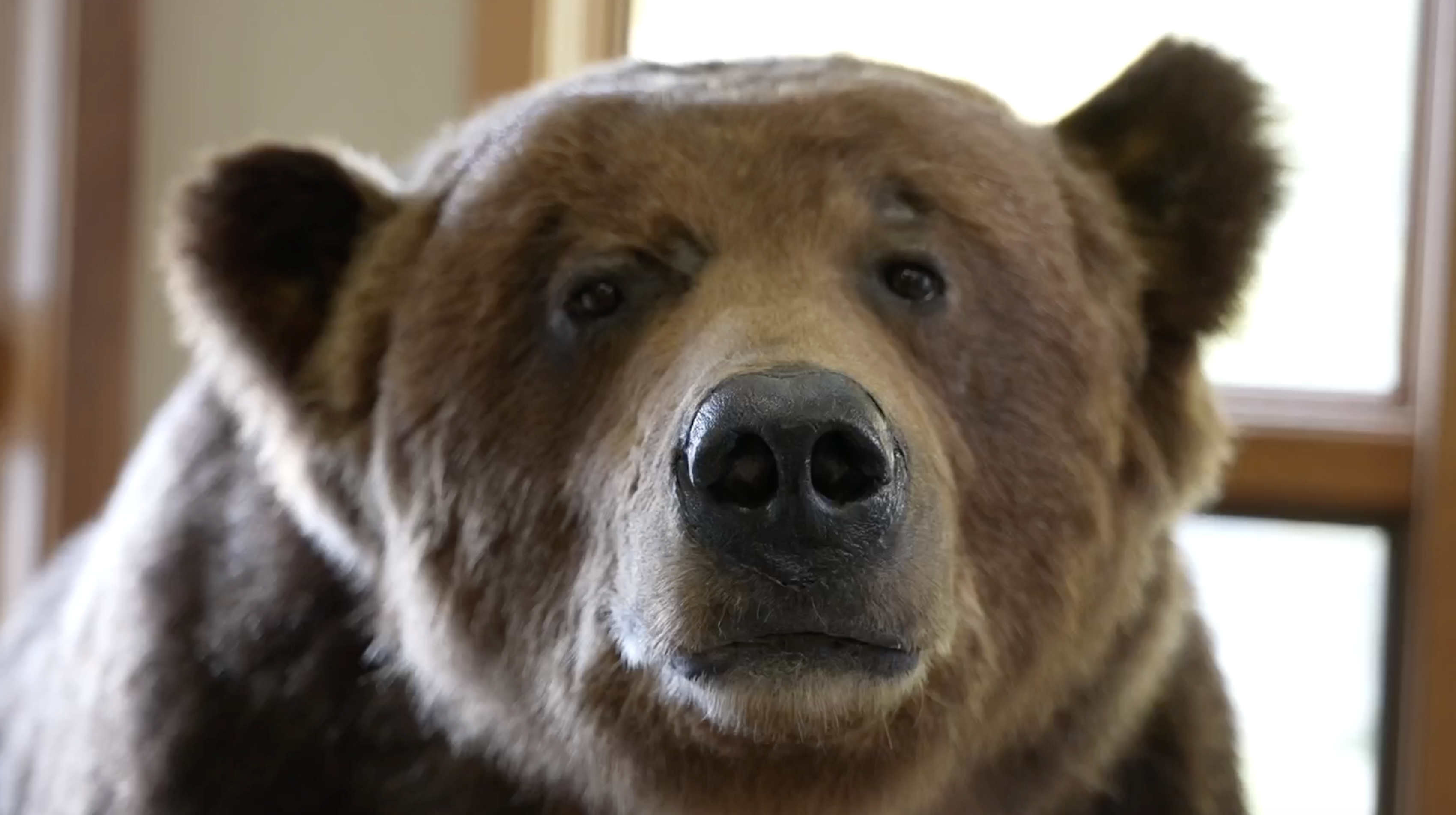 Bear