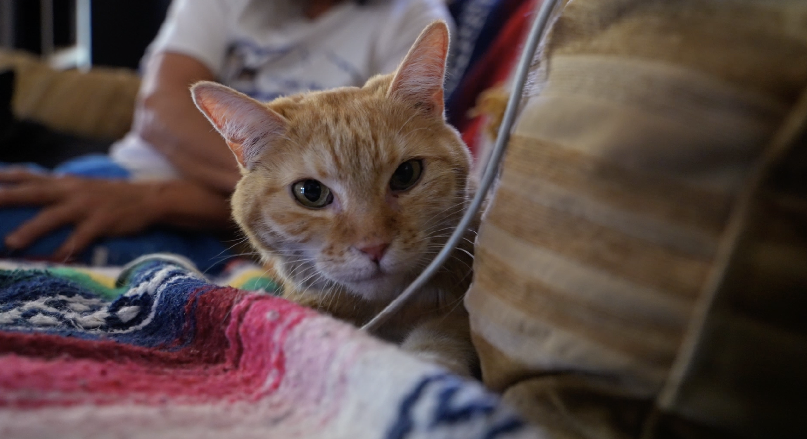 Missing for 20 days, a Beulah cat's survival becomes a symbol of hope after the Aspen Acres Fire