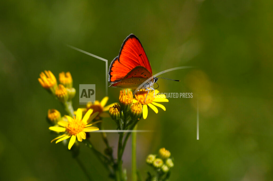 Copper Butterfly