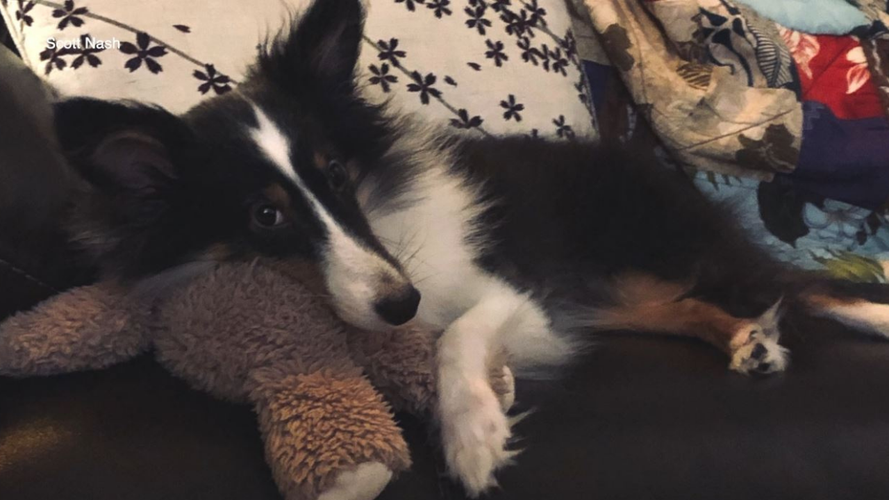 Tullys Tails Miss Scott Nash4.png