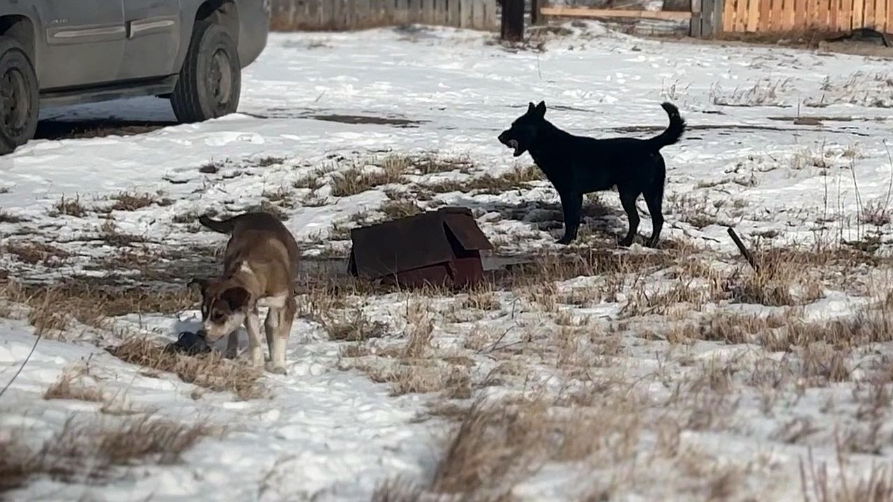 blackfeet reservation dogs