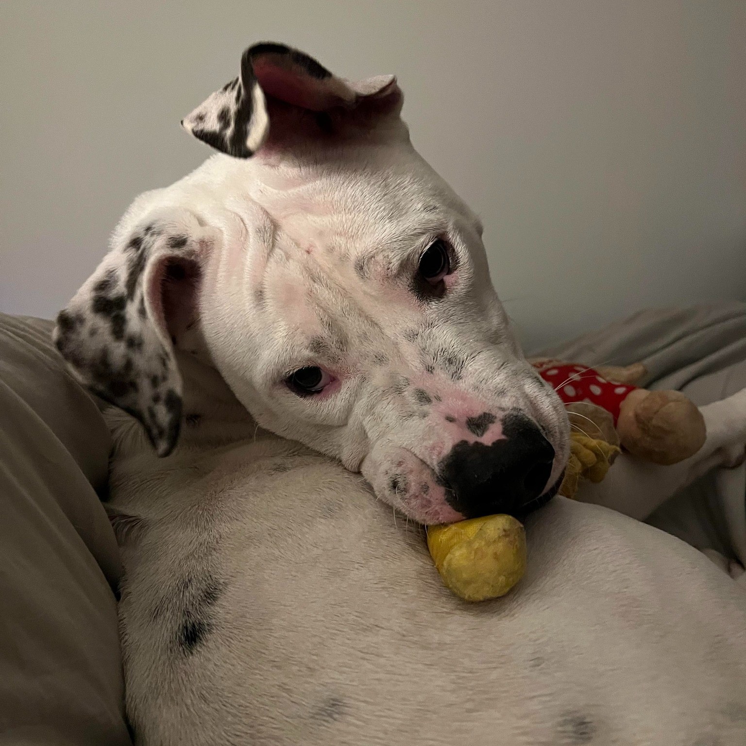 Pet Adoption Tuesday: Meet Ralphy!