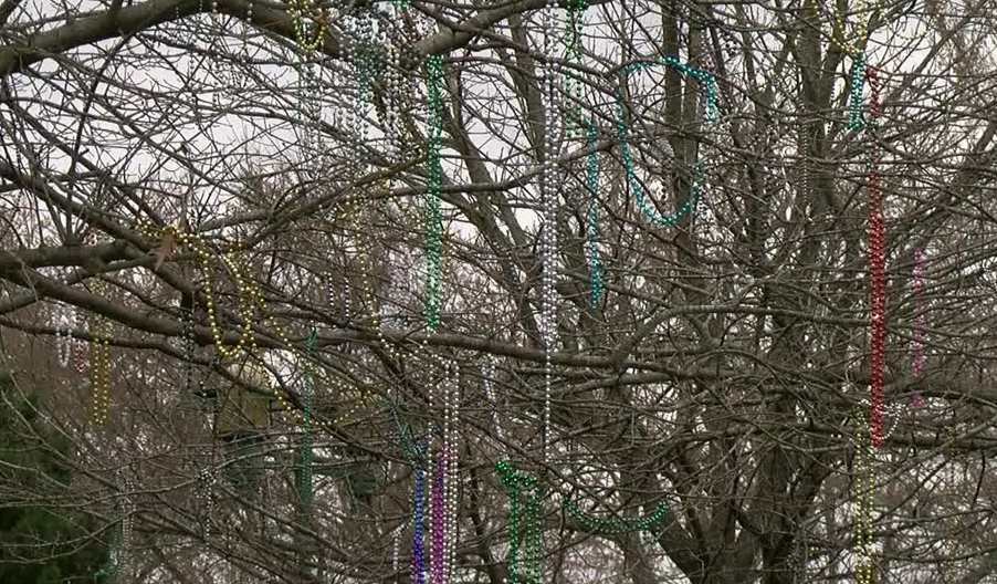 Beads in a tree.PNG