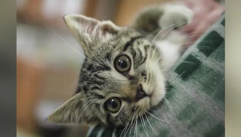 RAL Sugar and Spice Cat Kitten Animal .png
