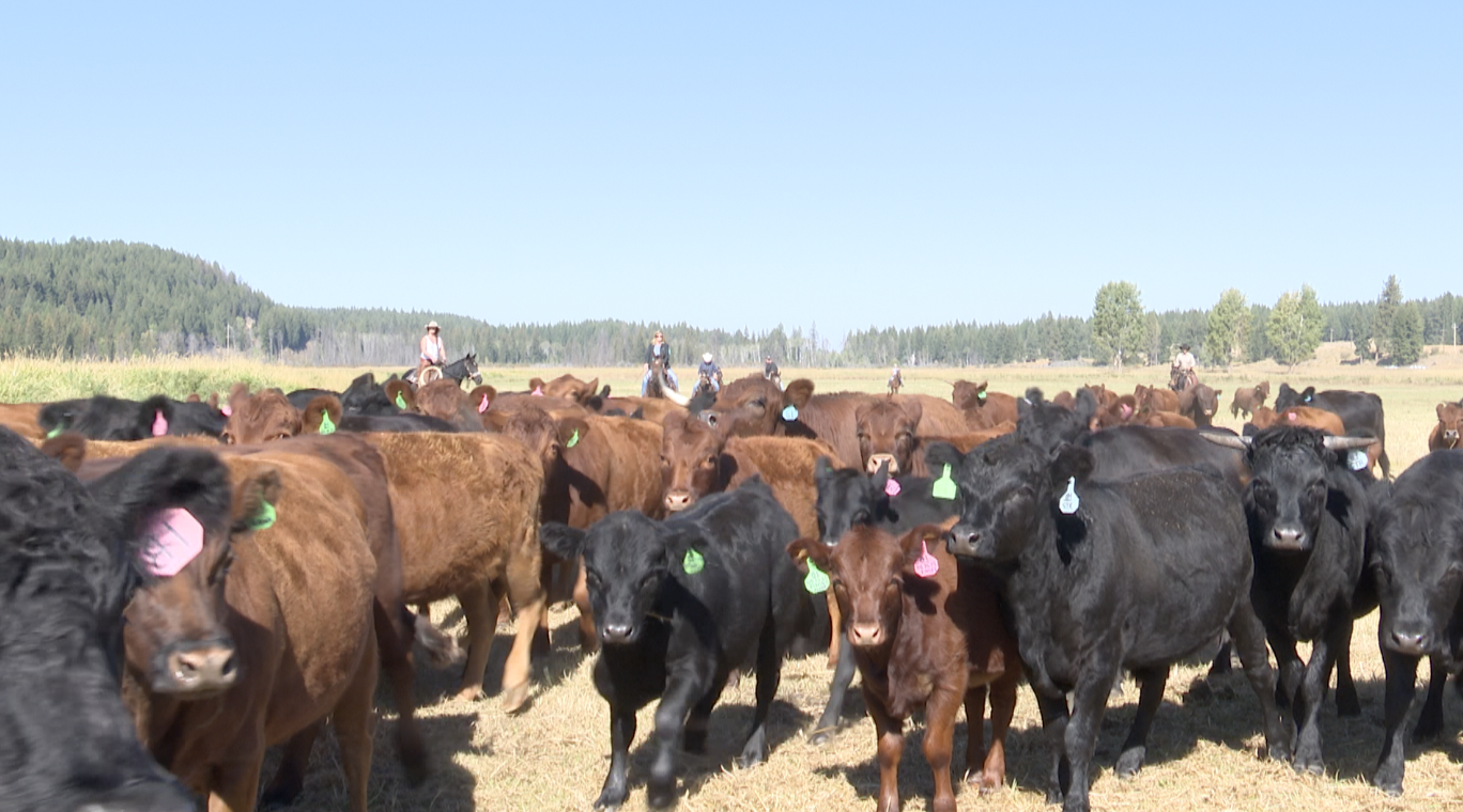 Ranch Days Screen Shot 2022-09-25 at 3.58.25 PM.png