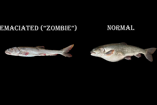 Zombie fish.jpg