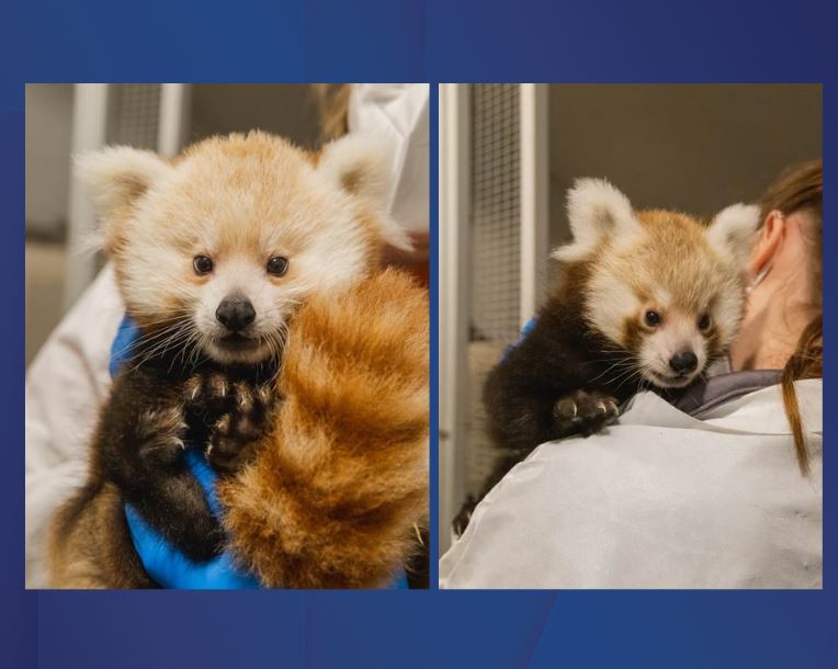 jbz panda cubs two shot.JPG