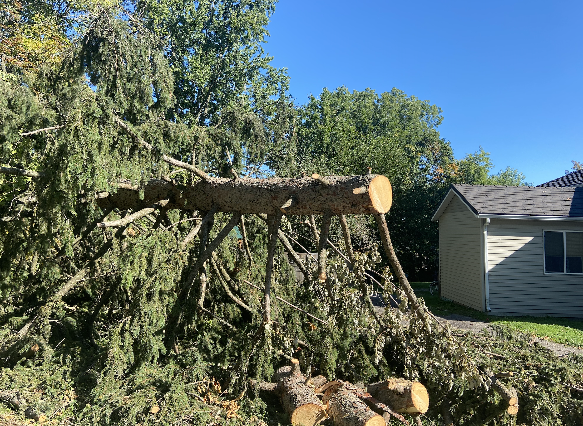 Fallen pine tree in Mason residents yard