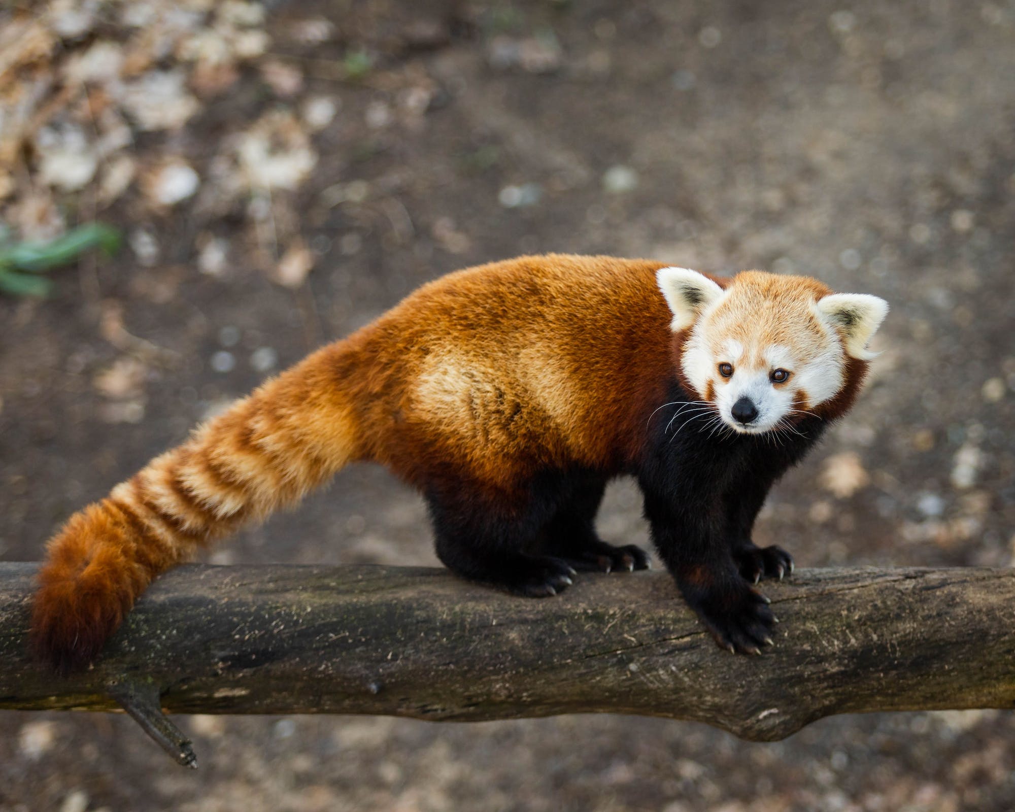 red panda