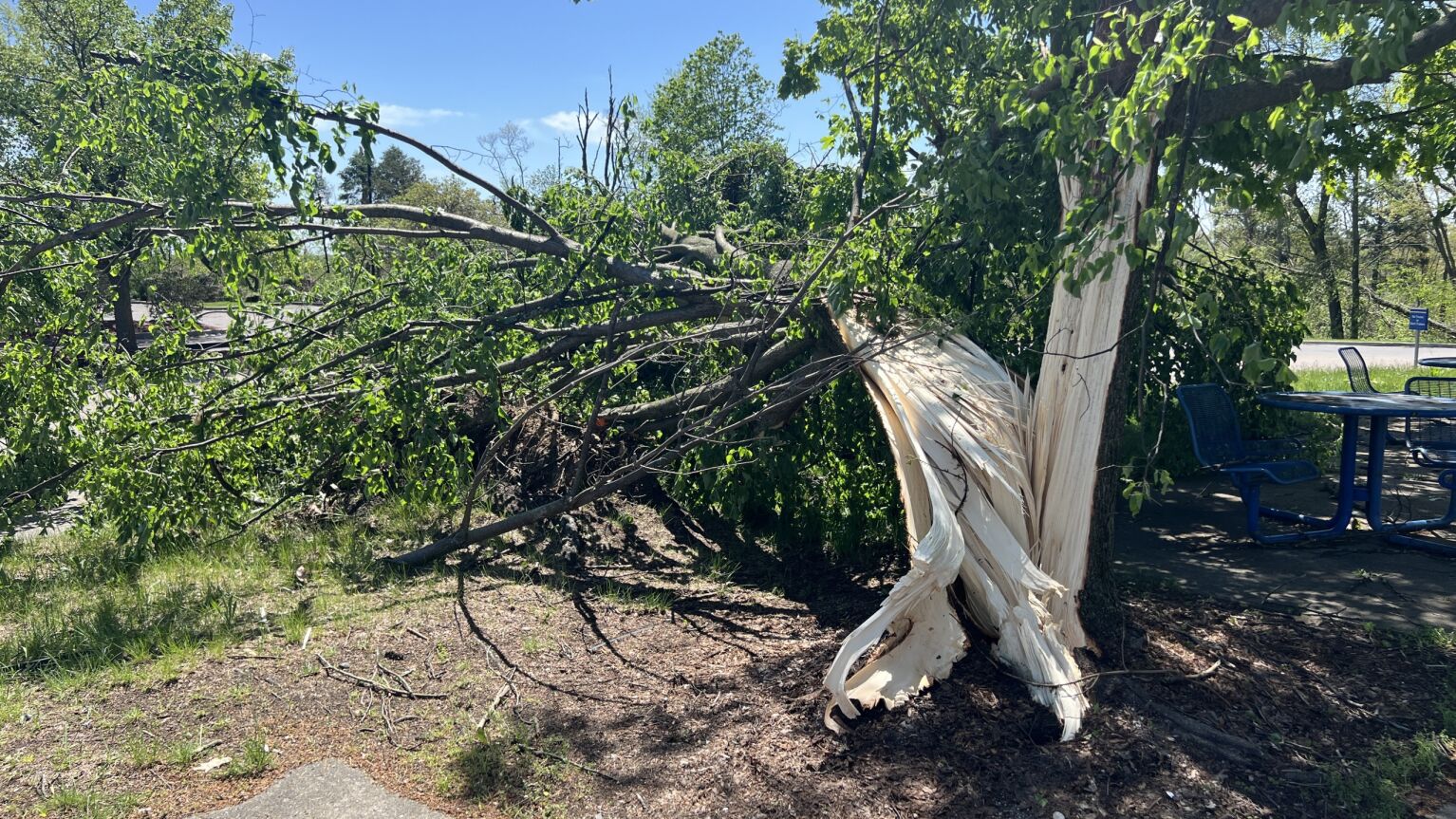 Split tree Portage Ilene 2.jpg